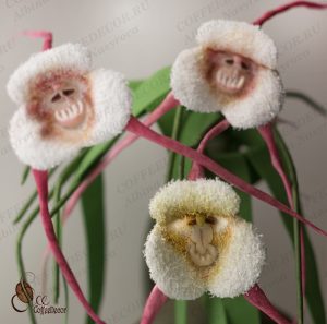 обезьянья орхидея или орхидея дракула