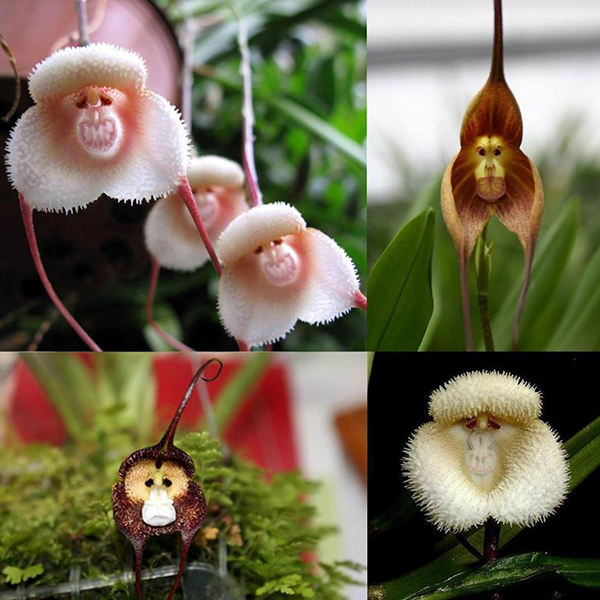 разновидности орхидеи Дракулы