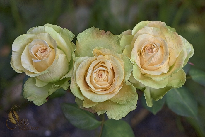 мастер-класс Роза с фактурными лепестками Peach Avalanche Зефирный шелковый фоамирана цветы из фоамирана