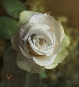 Шёлковый фоамиран. Мастер-класс Роза с фактурными лепестками Peach Avalanche Зефирный фоамиран цветы из фоамирана