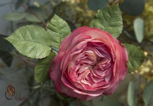 Пионовидная роза или роза Дэвида Остина (остинка) из зефирного фоамирана