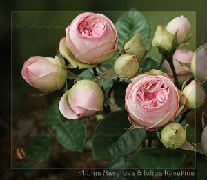 Пионовидная роза Bridal Piano из зефирного фоамирана мастер-класс